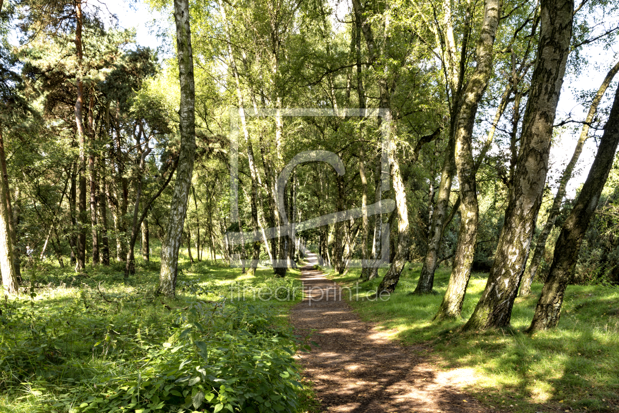 Bild-Nr.: 12743173 Sonniger Waldweg erstellt von XYRIUS