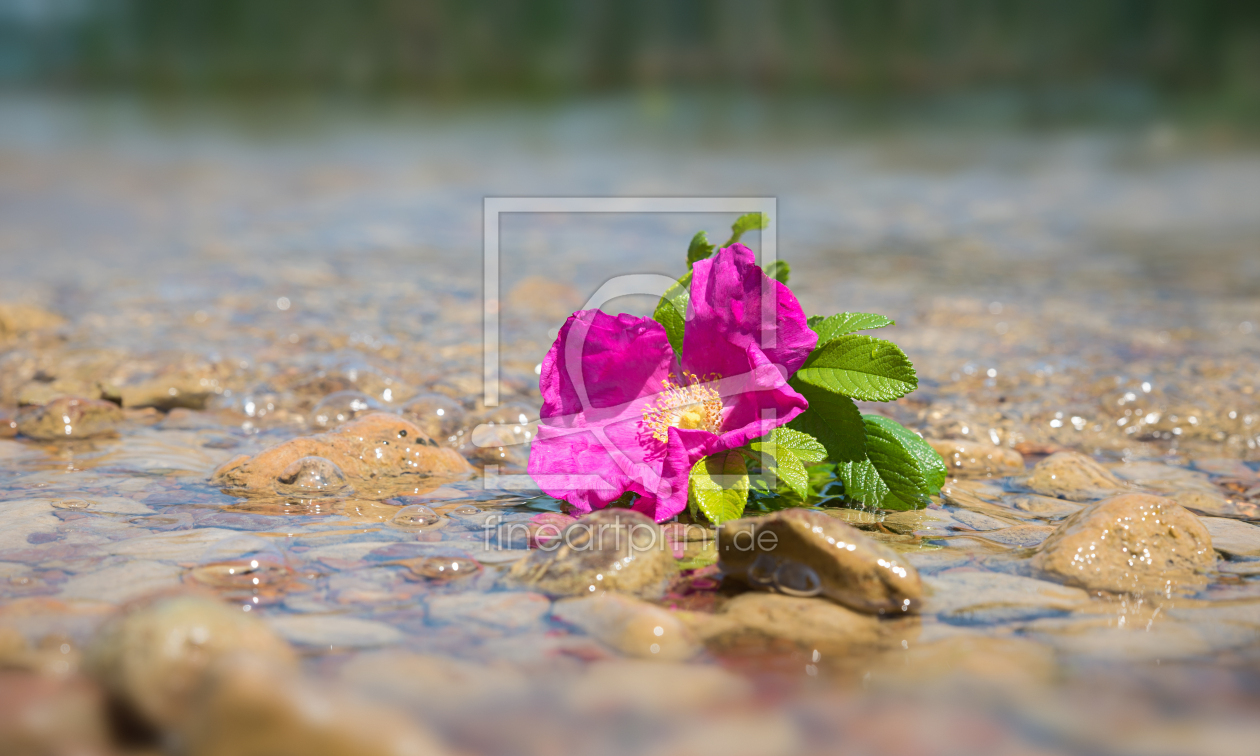 Bild-Nr.: 12743975 Rose am Wasser erstellt von SusaZoom