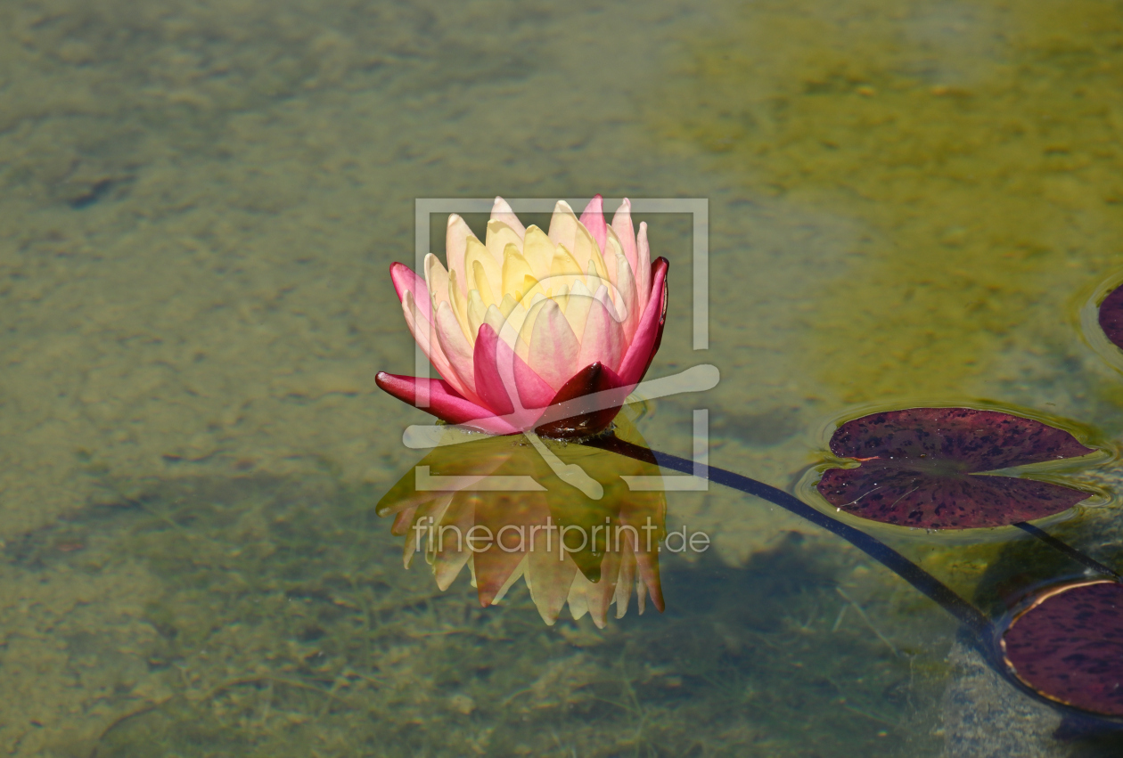 Bild-Nr.: 12744613 Königin des Wassers erstellt von johafoto