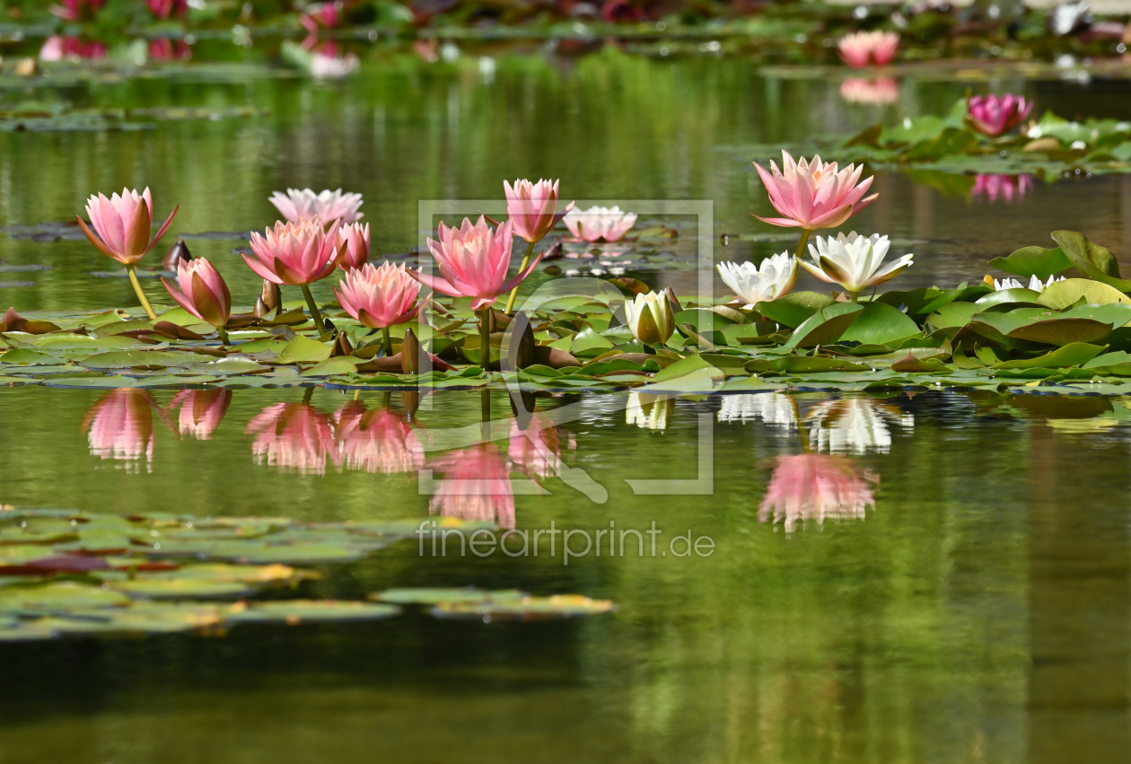 Bild-Nr.: 12744629 Blütenpracht im Teich 2 erstellt von johafoto
