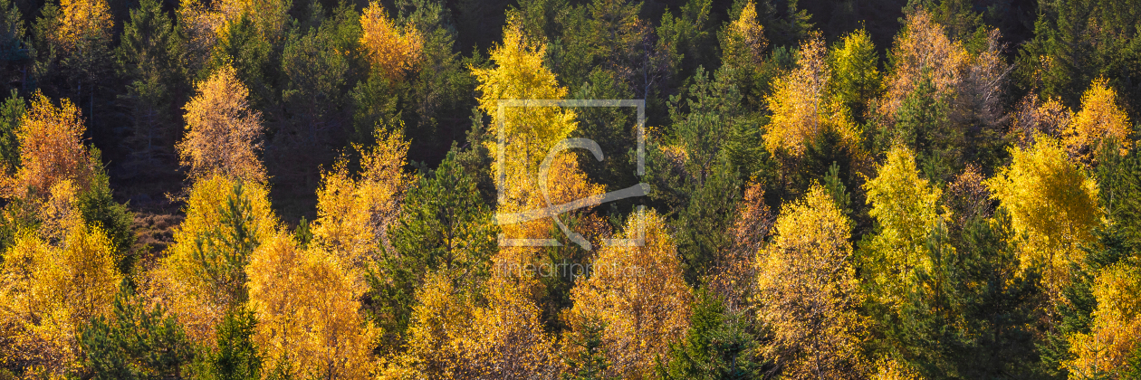 Bild-Nr.: 12745080 Panorama Wald im Schwarzwald  erstellt von dieterich