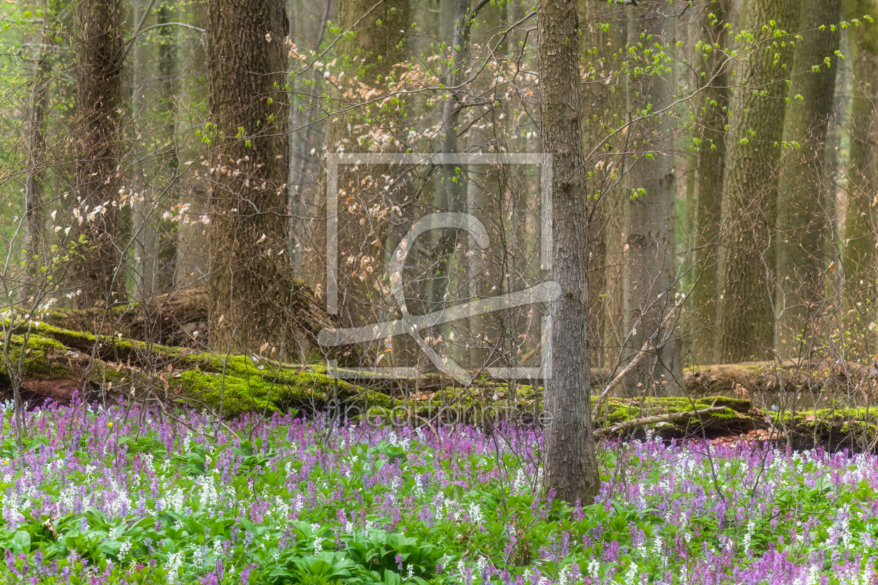Bild-Nr.: 12746216 Frühling im wilden Wald erstellt von Daniela Beyer