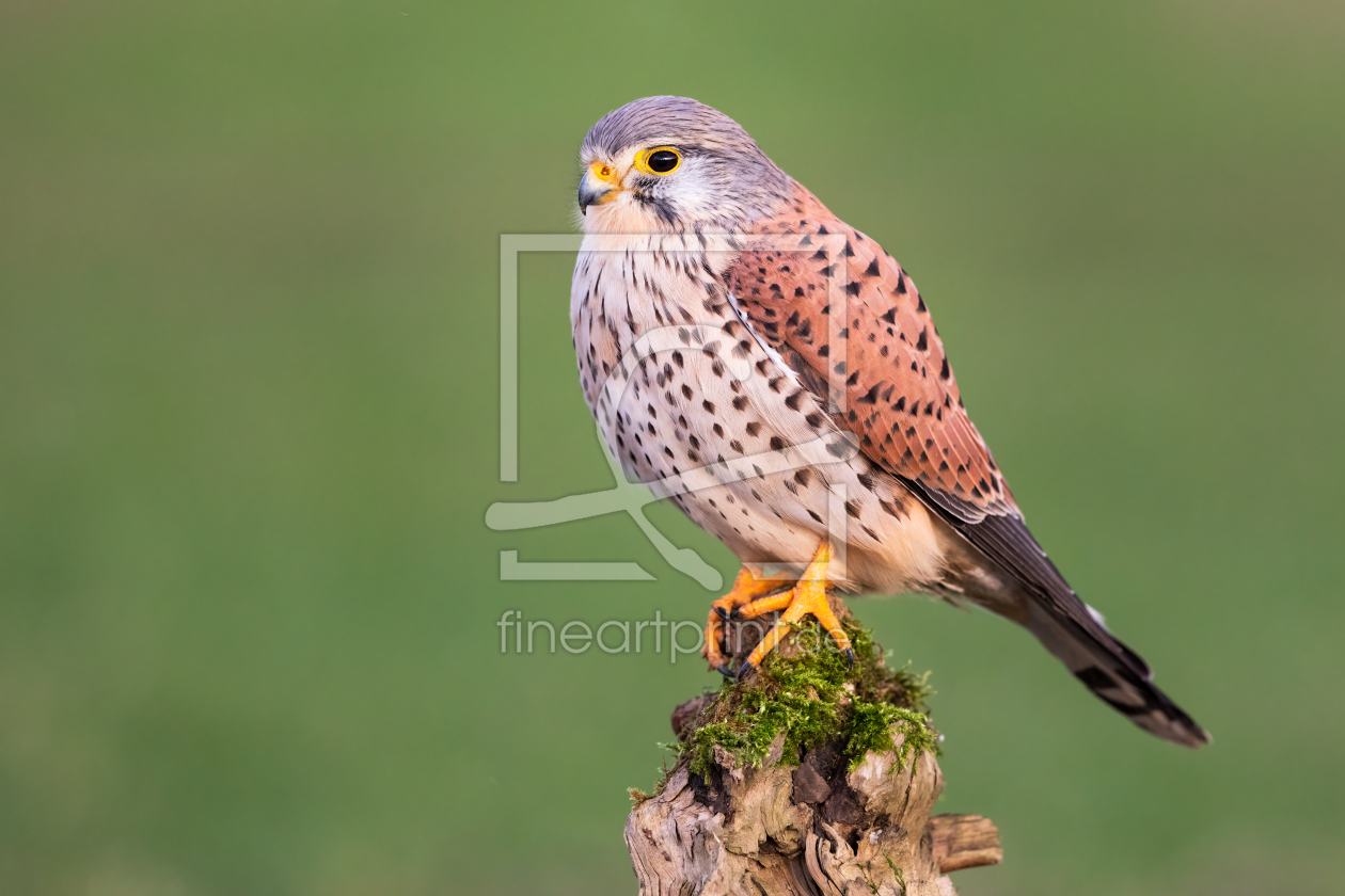 Bild-Nr.: 12746425 Falke II erstellt von Daniela Beyer