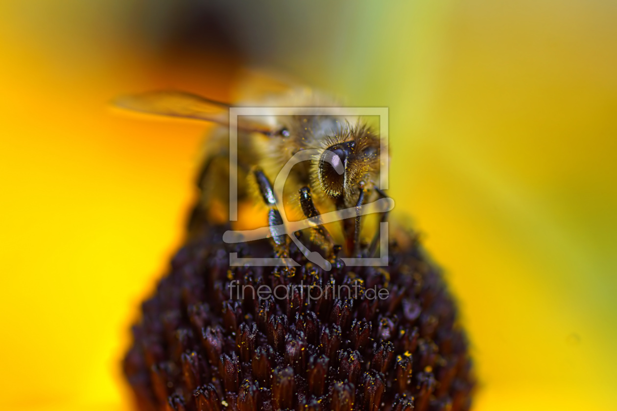 Bild-Nr.: 12747000 Honey erstellt von youhaveadream