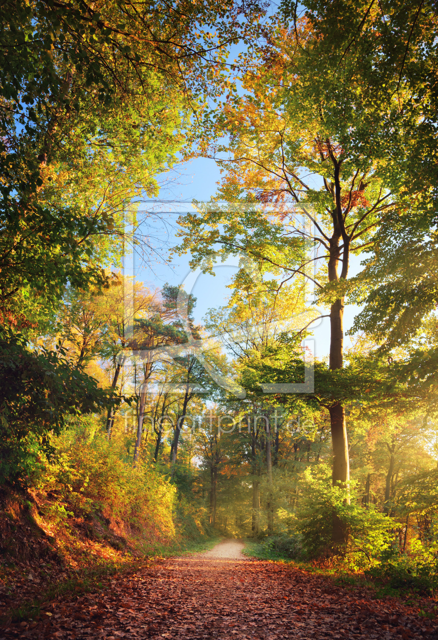 Bild-Nr.: 12749723 Waldweg im schönen Herbstlicht erstellt von Smileus