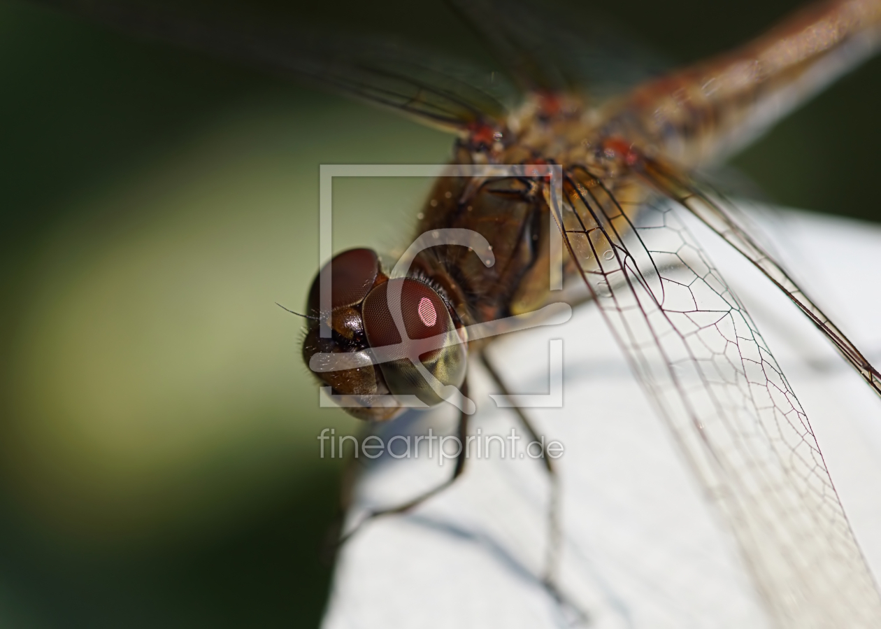 Bild-Nr.: 12749773 Dragon-Fly erstellt von youhaveadream