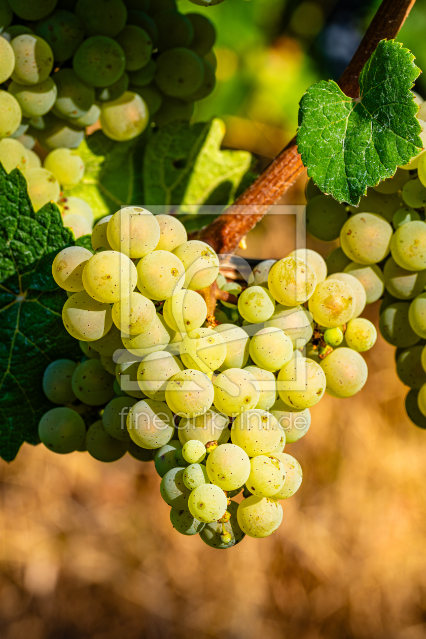 Bild-Nr.: 12750217 Weinrtrauben 90 erstellt von Erhard Hess