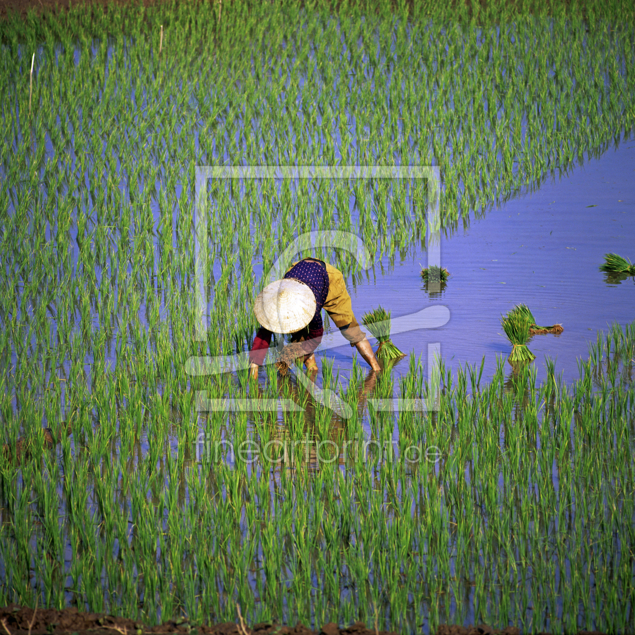 Bild-Nr.: 12750583 Reisanbau in Vietnam erstellt von Walter G. Allgöwer