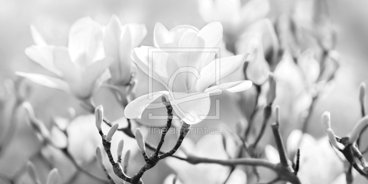 Bild-Nr.: 12752068 Magnolien erstellt von Atteloi