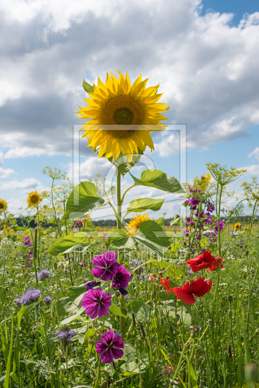 Bild-Nr.: 12752351 Sonnenblume erstellt von SusaZoom