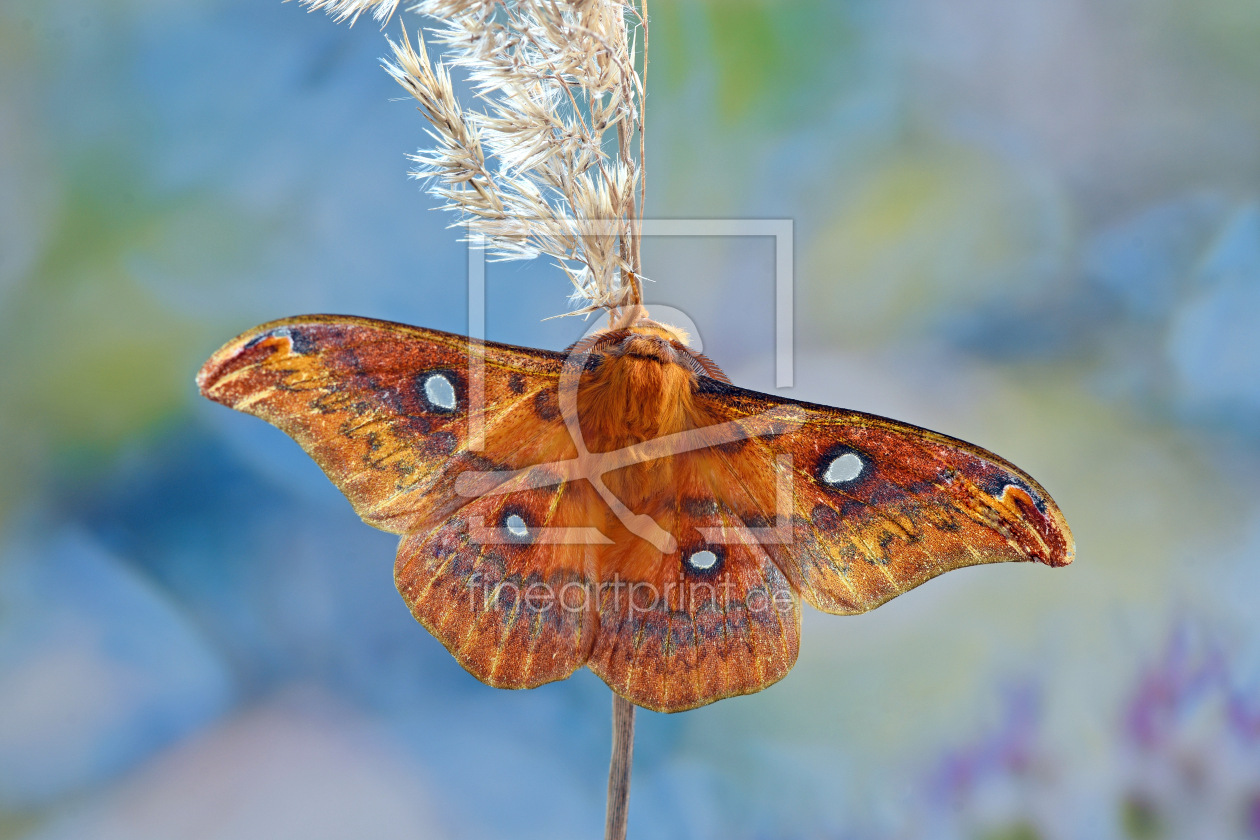 Bild-Nr.: 12752433 Pfauenspinner erstellt von GUGIGEI