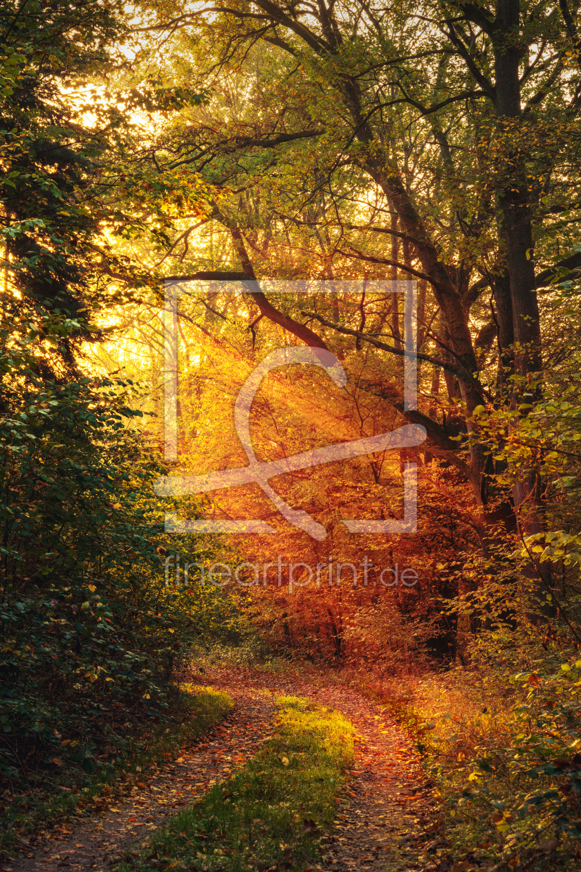 Bild-Nr.: 12752688 Waldweg mit dramatischem Goldlicht erstellt von Smileus
