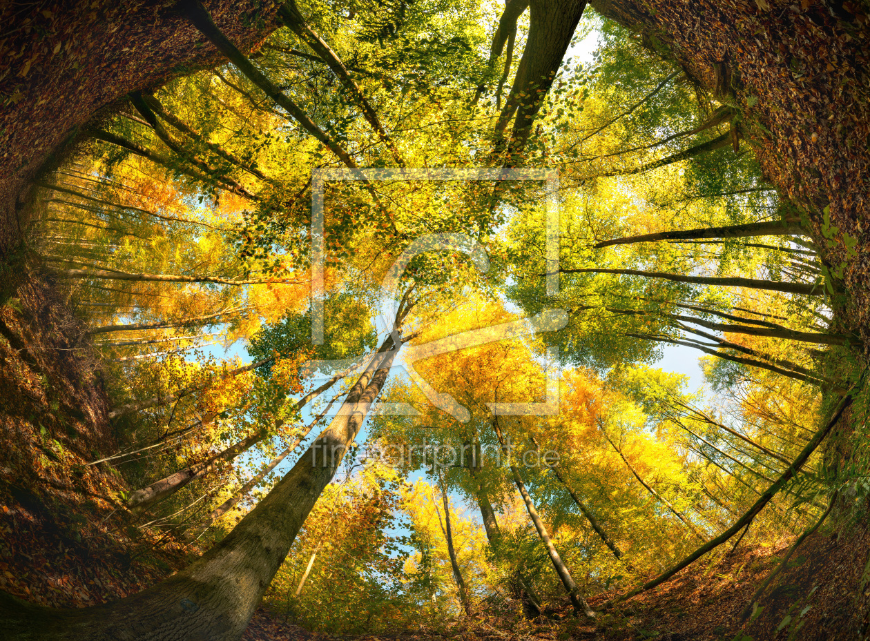 Bild-Nr.: 12752691 Wald-Ultraweitwinkel eingerahmt von der Erde erstellt von Smileus