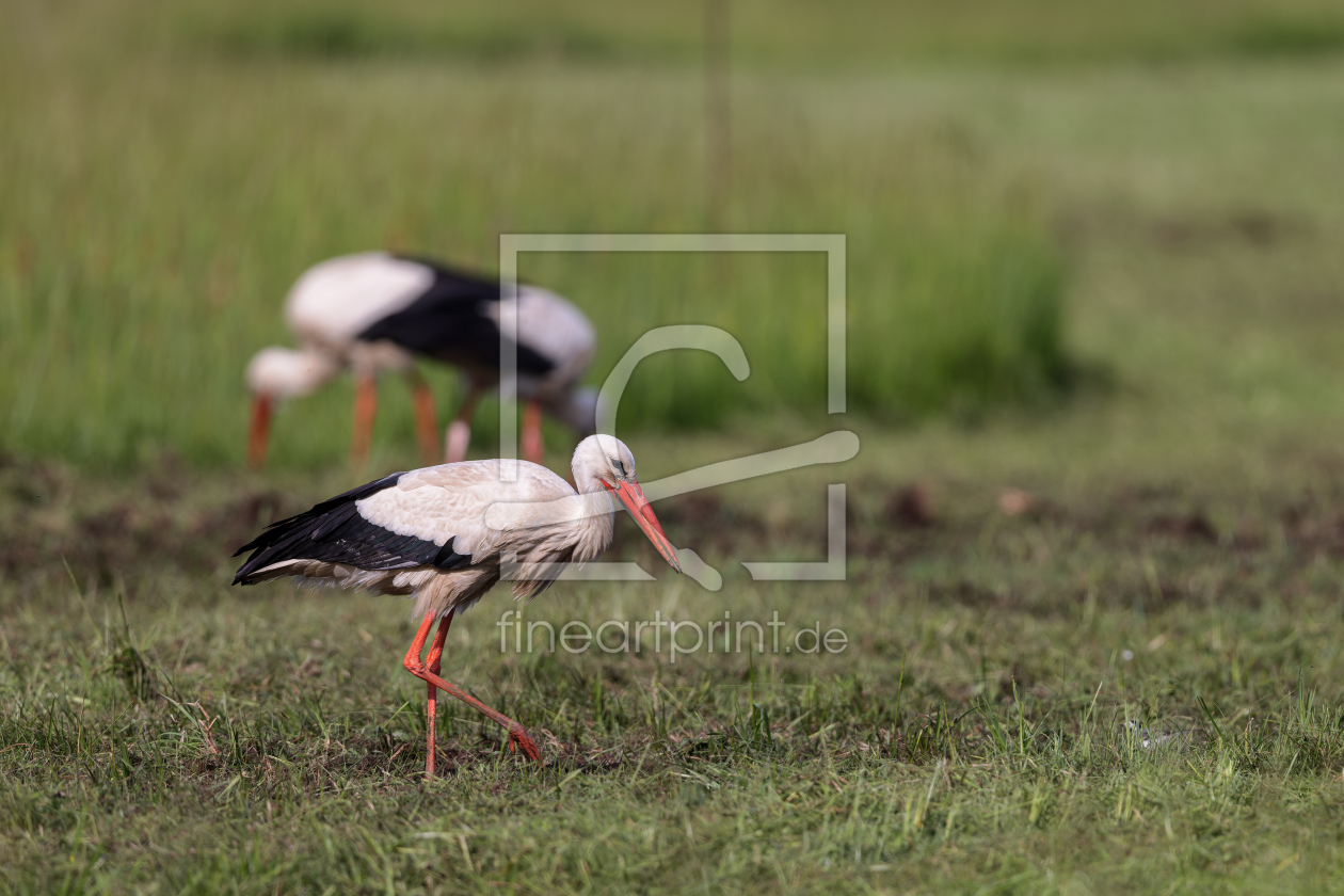 Bild-Nr.: 12752716 Weißstorch erstellt von DirkR