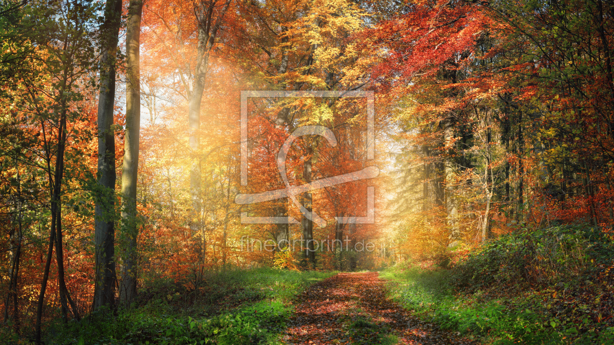 Bild-Nr.: 12753833 Bezauberndes Licht schmückt farbenfrohen Wald erstellt von Smileus