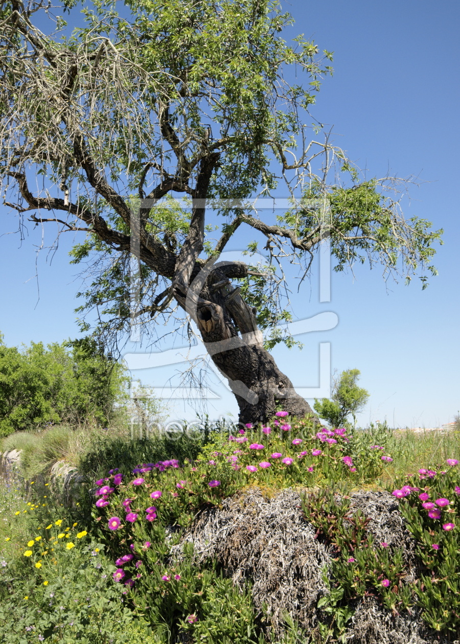 Bild-Nr.: 12754041 Baum und Blumenwiese erstellt von insideportugal