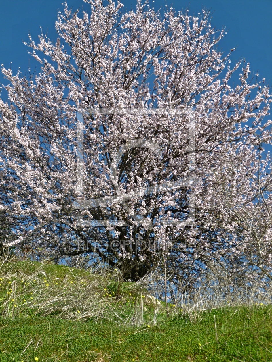 Bild-Nr.: 12754042 Bluehender Mandelbaum erstellt von insideportugal