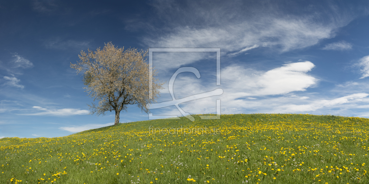 Bild-Nr.: 12754072 Apfelbaum im Frühling erstellt von Walter G. Allgöwer