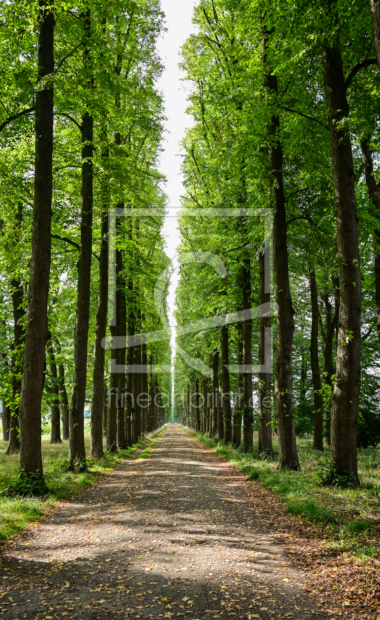 Bild-Nr.: 12754181 Allee erstellt von Katilla