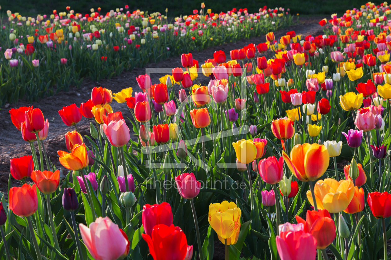 Bild-Nr.: 12754511 Buntes Tulpenfeld im Gegenlicht erstellt von SusaZoom