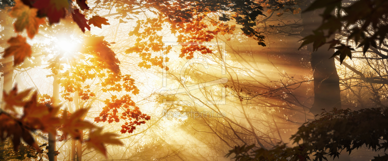 Bild-Nr.: 12754956 Sonnenstrahlen im Nebel hinter Herbstblättern erstellt von Smileus