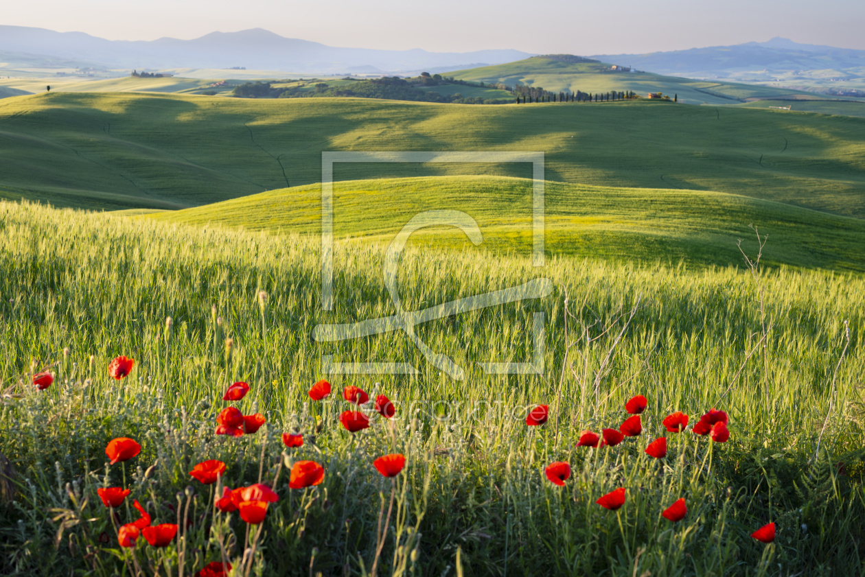 Bild-Nr.: 12755122 Landschaft bei Sonnenaufgang um Pienza erstellt von Walter G. Allgöwer
