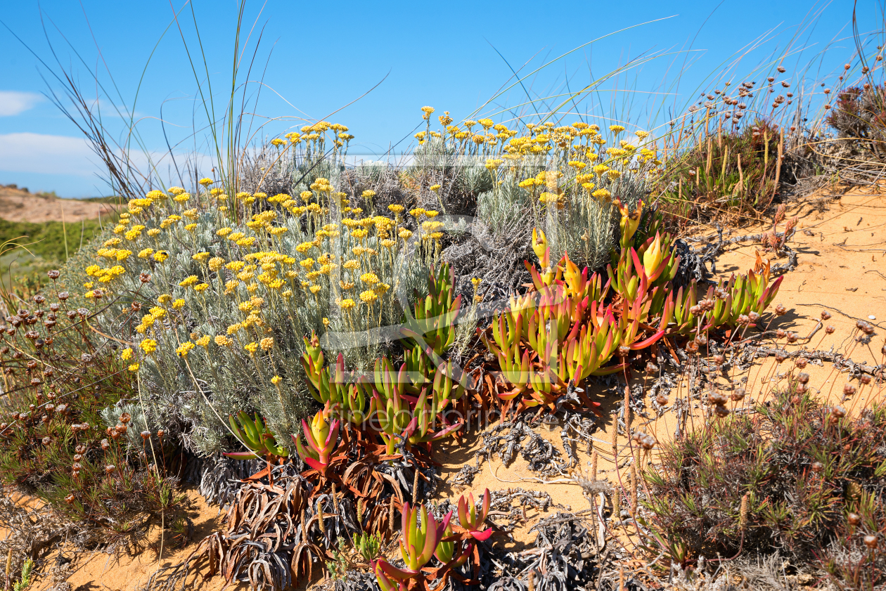 Bild-Nr.: 12755184 Mediterrane Dünenflora erstellt von SusaZoom