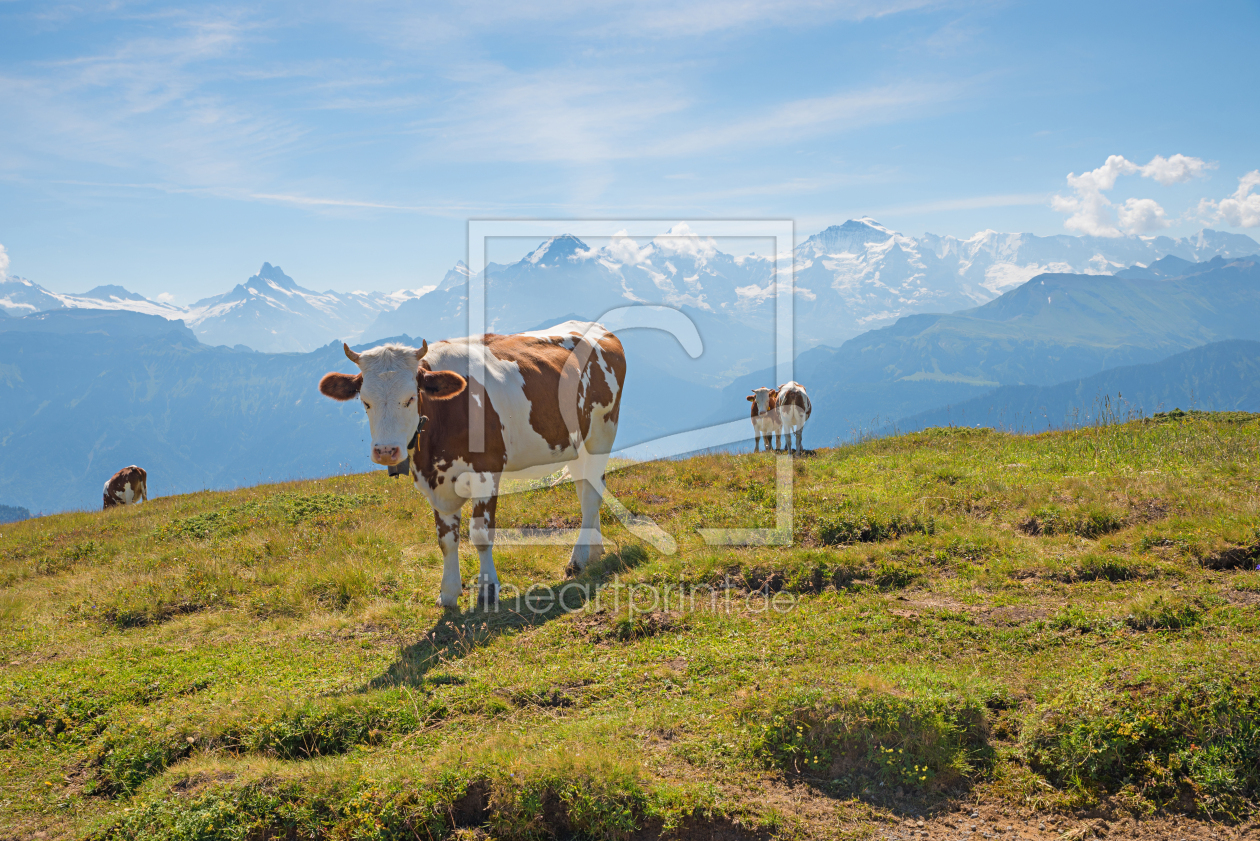 Bild-Nr.: 12755488 Kuh im Berner Oberland erstellt von SusaZoom