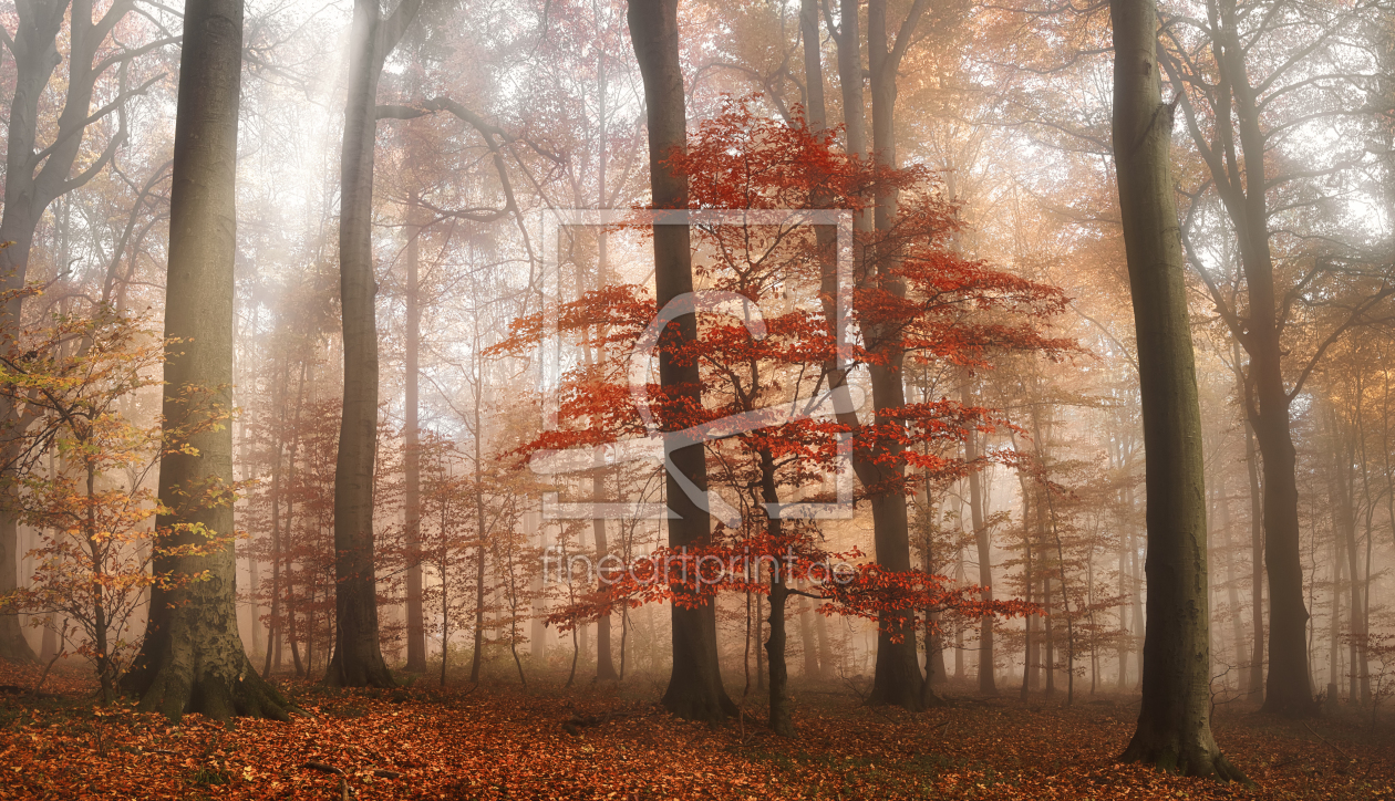 Bild-Nr.: 12755560 Roter Baum in verträumten nebligen Wäldern erstellt von Smileus