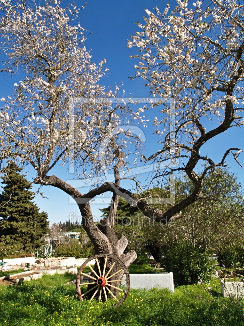 Bild-Nr.: 12755677 Bluehender Baum an der Algarve erstellt von insideportugal
