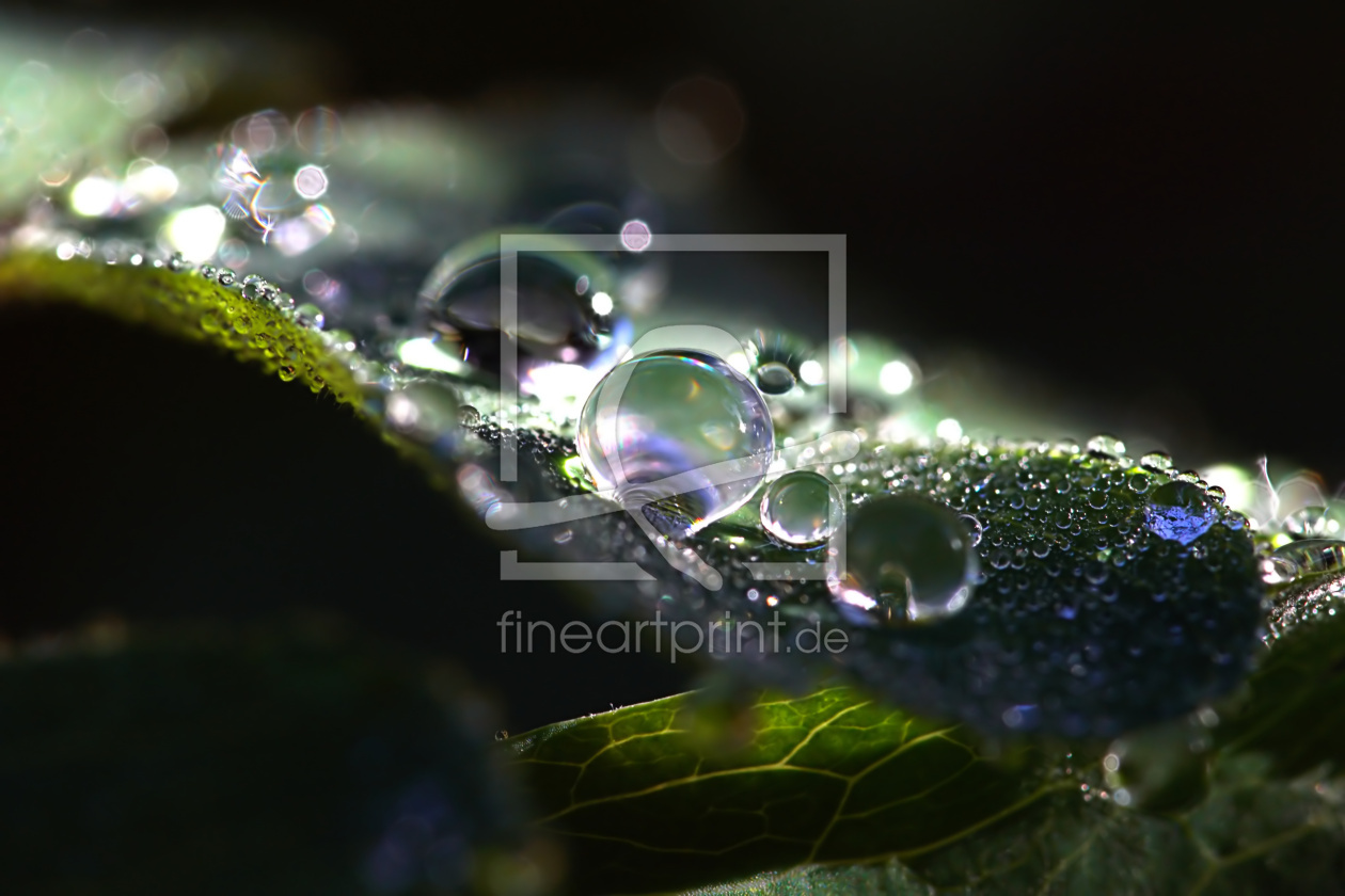 Bild-Nr.: 12755760 Morning Dew erstellt von youhaveadream