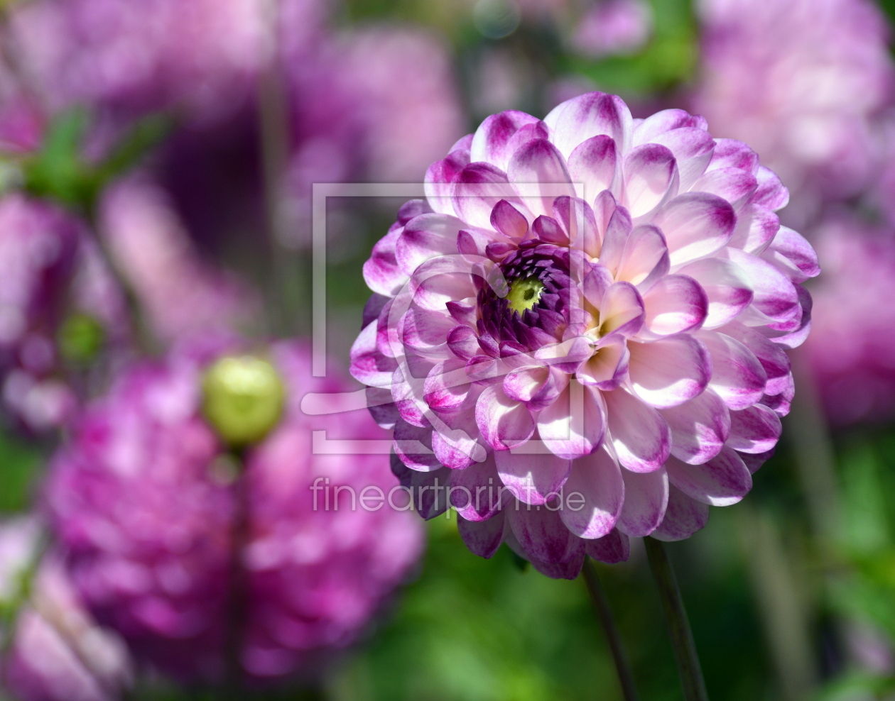 Bild-Nr.: 12755768 Dahlienblüte  erstellt von GUGIGEI