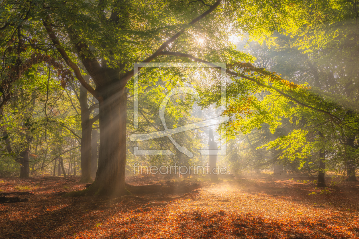 Bild-Nr.: 12756155 Lichtdurchfluteter Wald erstellt von Daniela Beyer