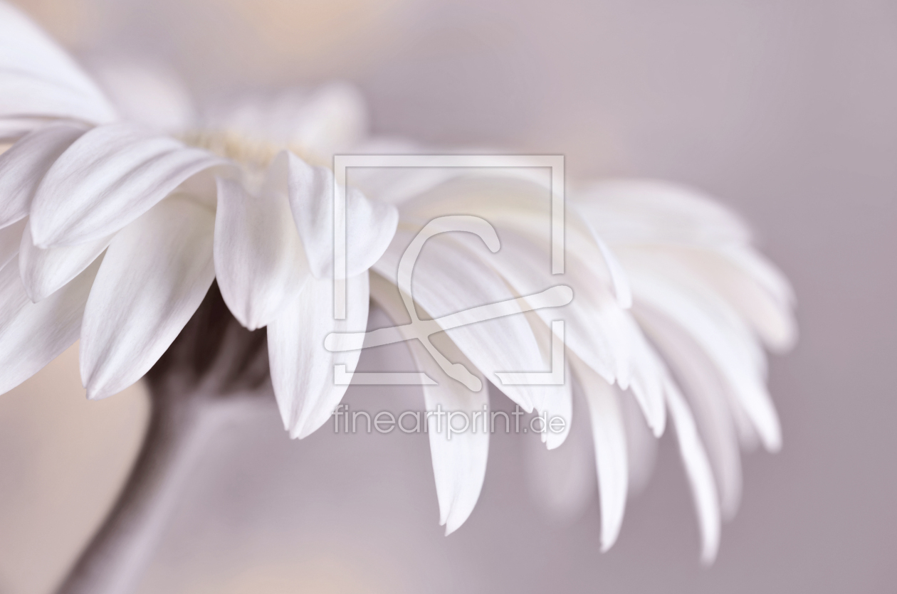 Bild-Nr.: 12756942 Gerbera erstellt von Atteloi