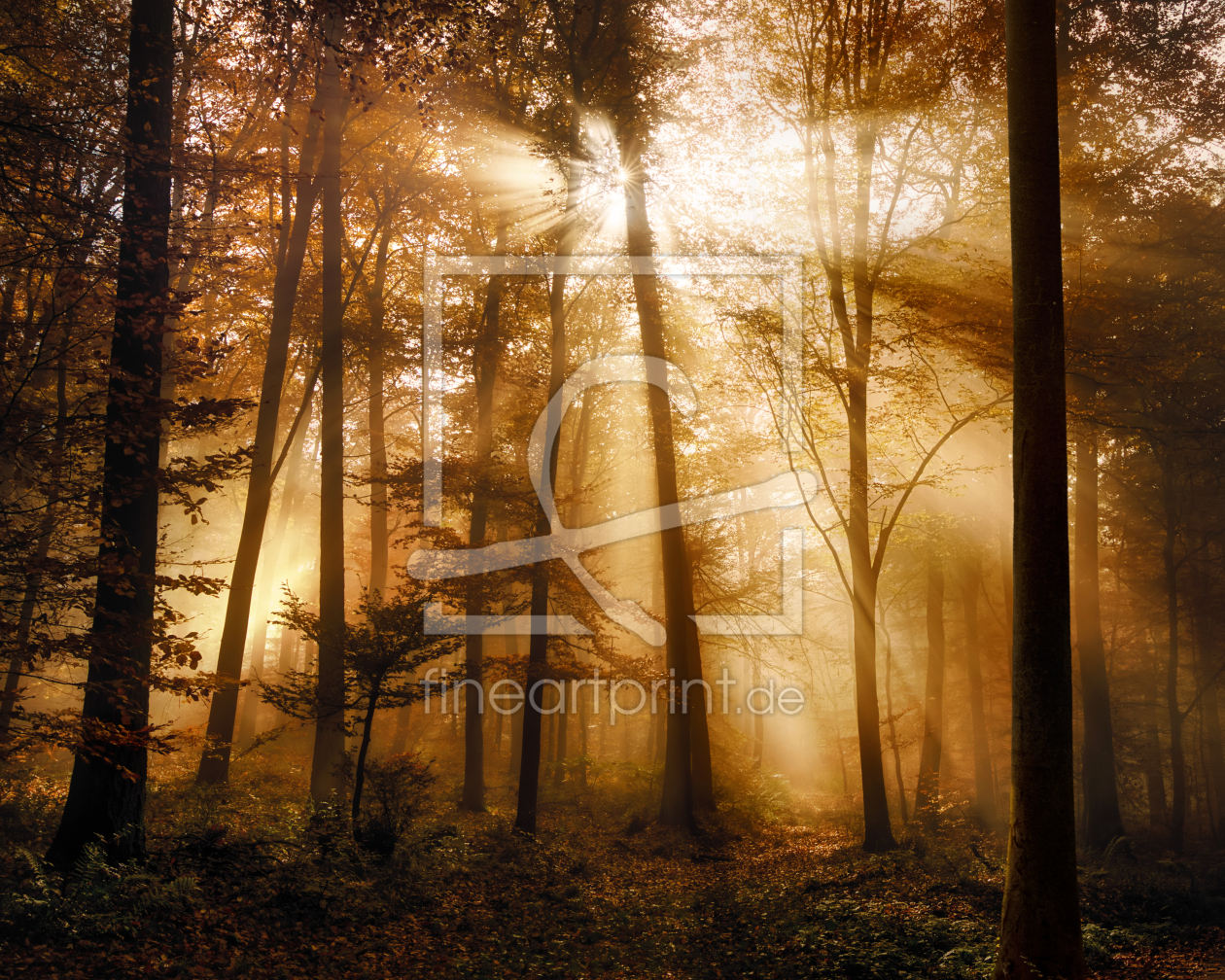 Bild-Nr.: 12757357 Glühendes goldenes Sonnenlicht im nebligen Wald erstellt von Smileus