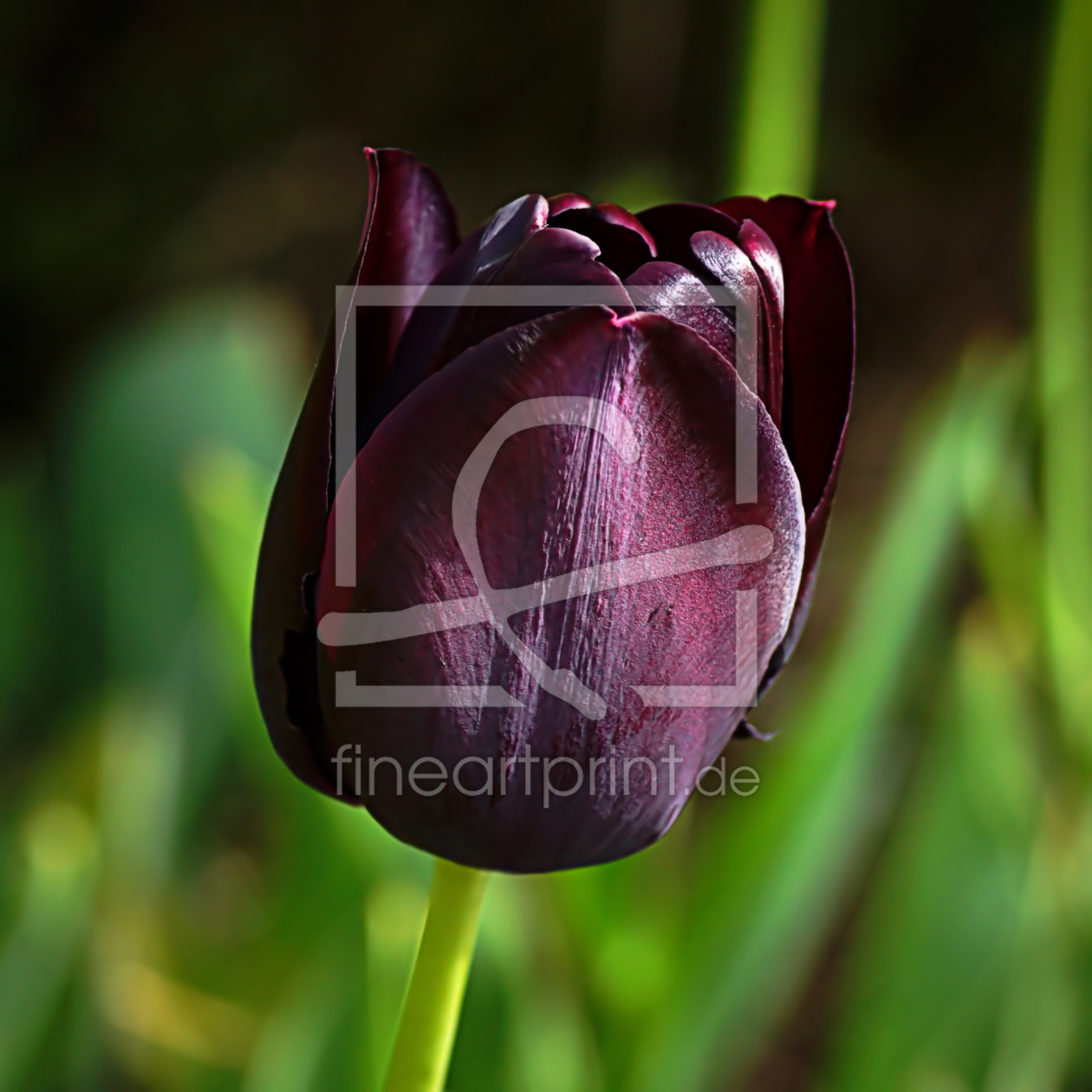 Bild-Nr.: 12757609 Waiting for spring erstellt von youhaveadream