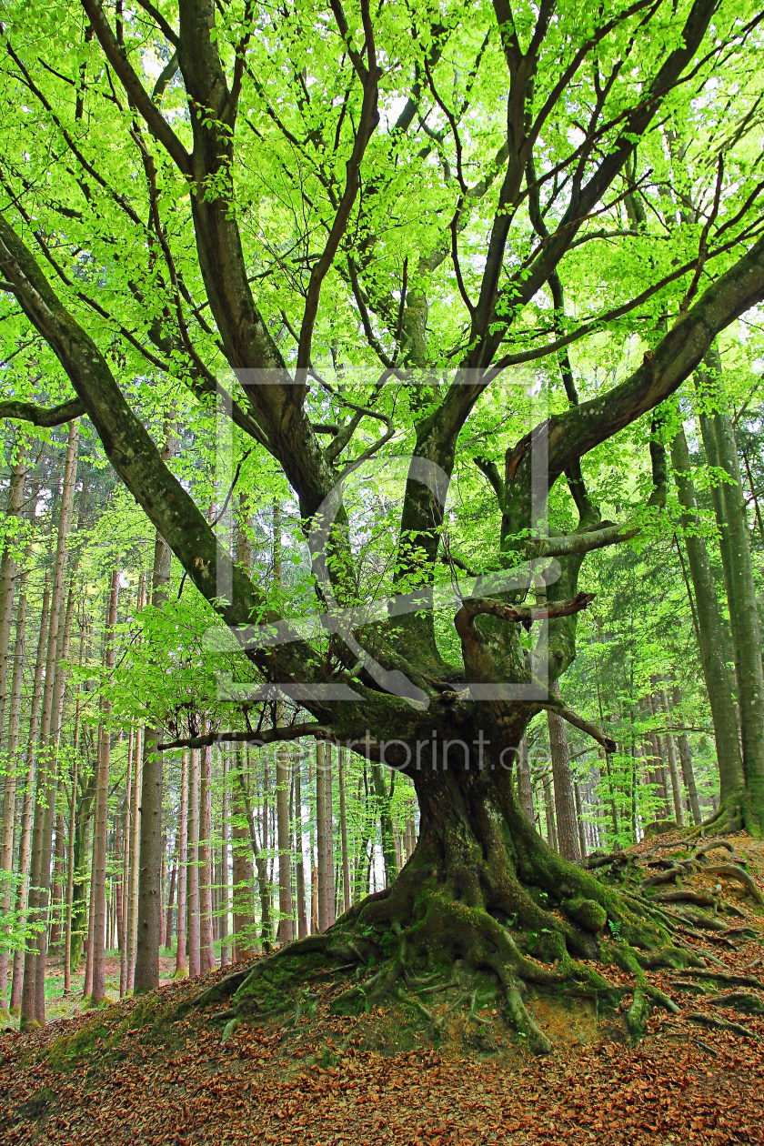 Bild-Nr.: 12757824 Knorriger Baum erstellt von SusaZoom