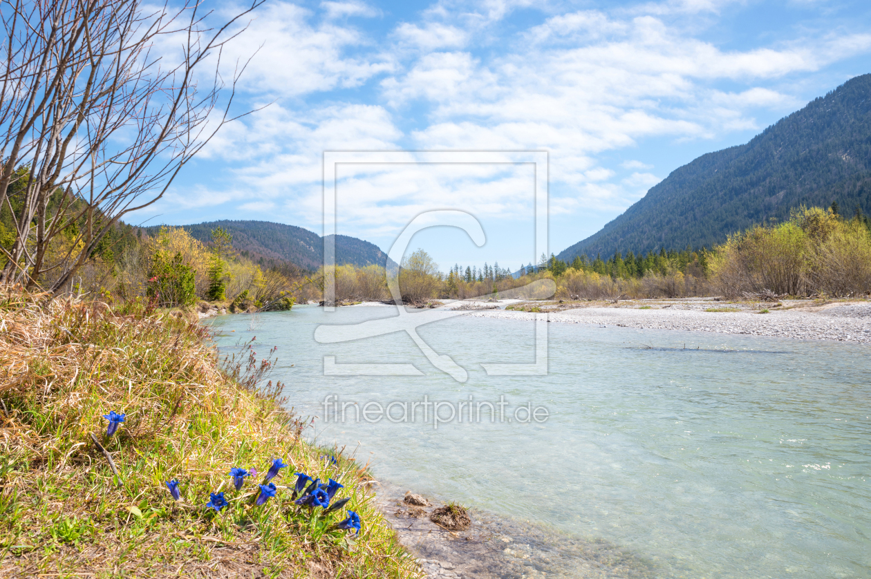 Bild-Nr.: 12758279 Frühling an der Oberen Isar erstellt von SusaZoom