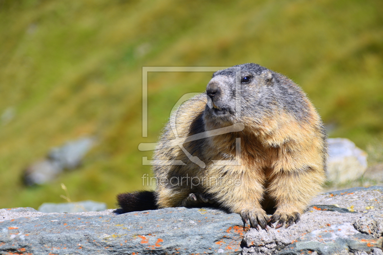 Bild-Nr.: 12759093 Murmeli erstellt von GUGIGEI