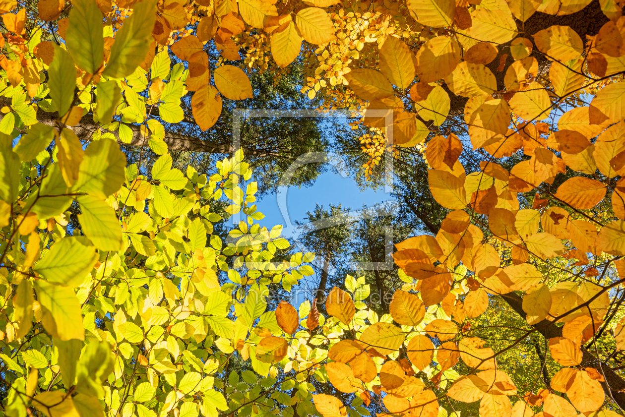 Bild-Nr.: 12759268 Herbstliche Baumkronen erstellt von SusaZoom