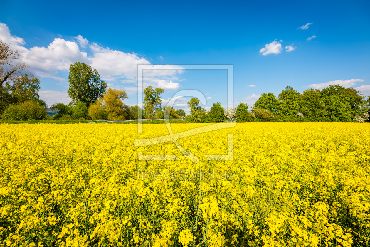 Bild-Nr.: 12759789 Rapsfeld 55 erstellt von Erhard Hess