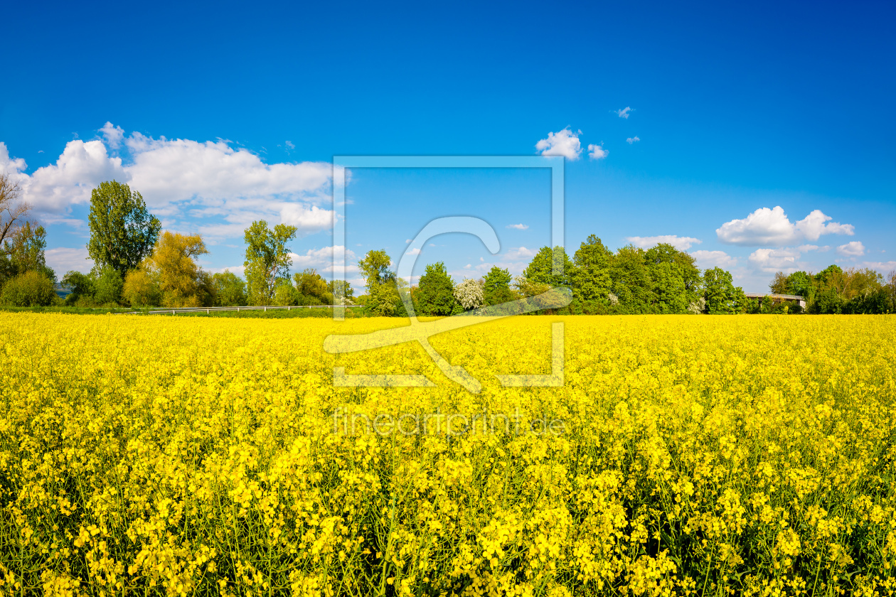 Bild-Nr.: 12759792 Rapsfeld 552 erstellt von Erhard Hess