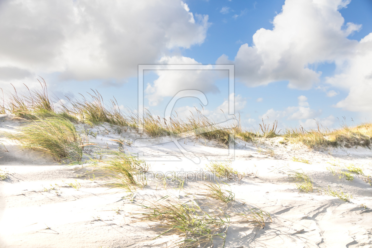 Bild-Nr.: 12760150 Dünengräser am Strand von SPO     erstellt von Ursula Reins