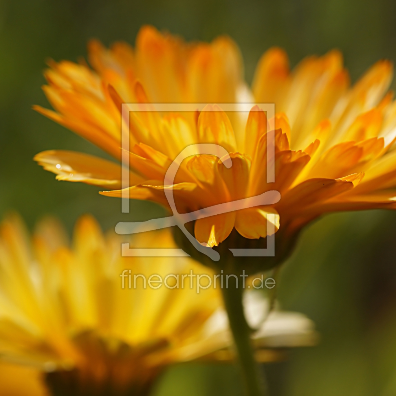 Bild-Nr.: 12761044 Calendula erstellt von youhaveadream