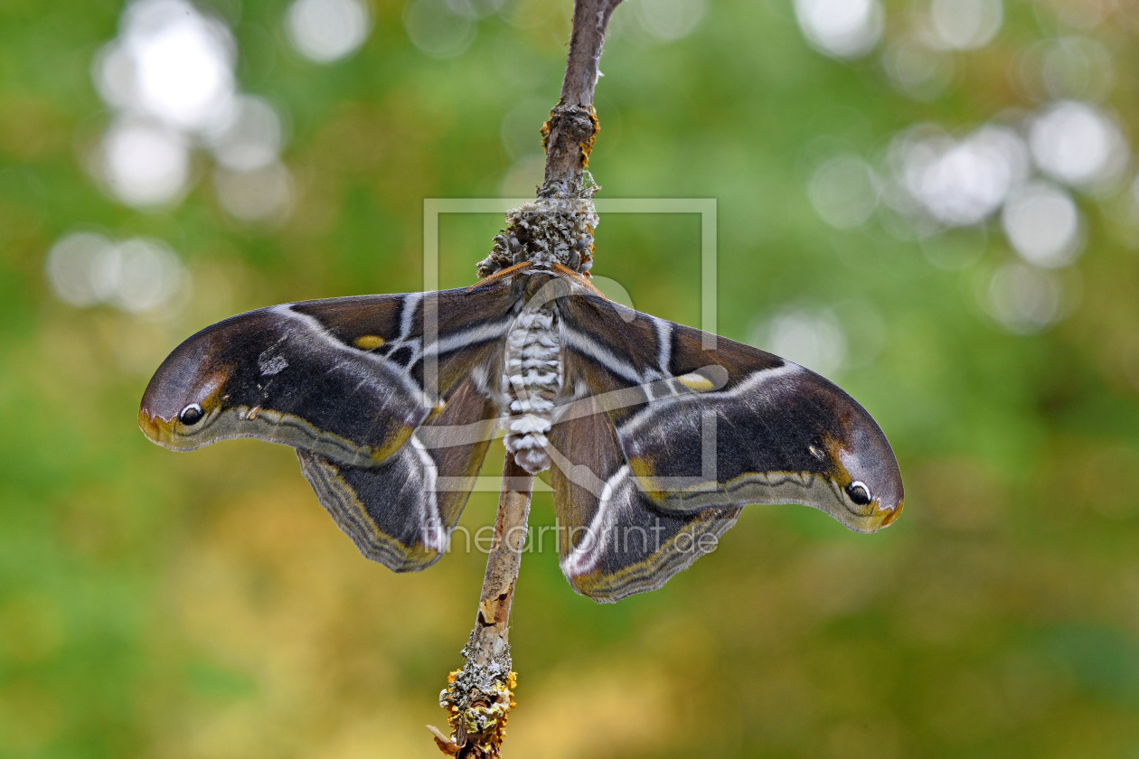 Bild-Nr.: 12761051 Götterbaumspinner erstellt von GUGIGEI