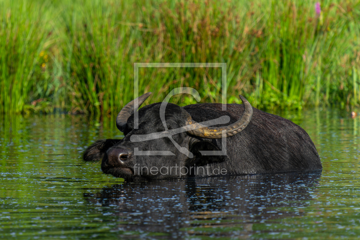 Bild-Nr.: 12761477 entspannter Wasserbüffel im Hervester Bruch erstellt von volker heide