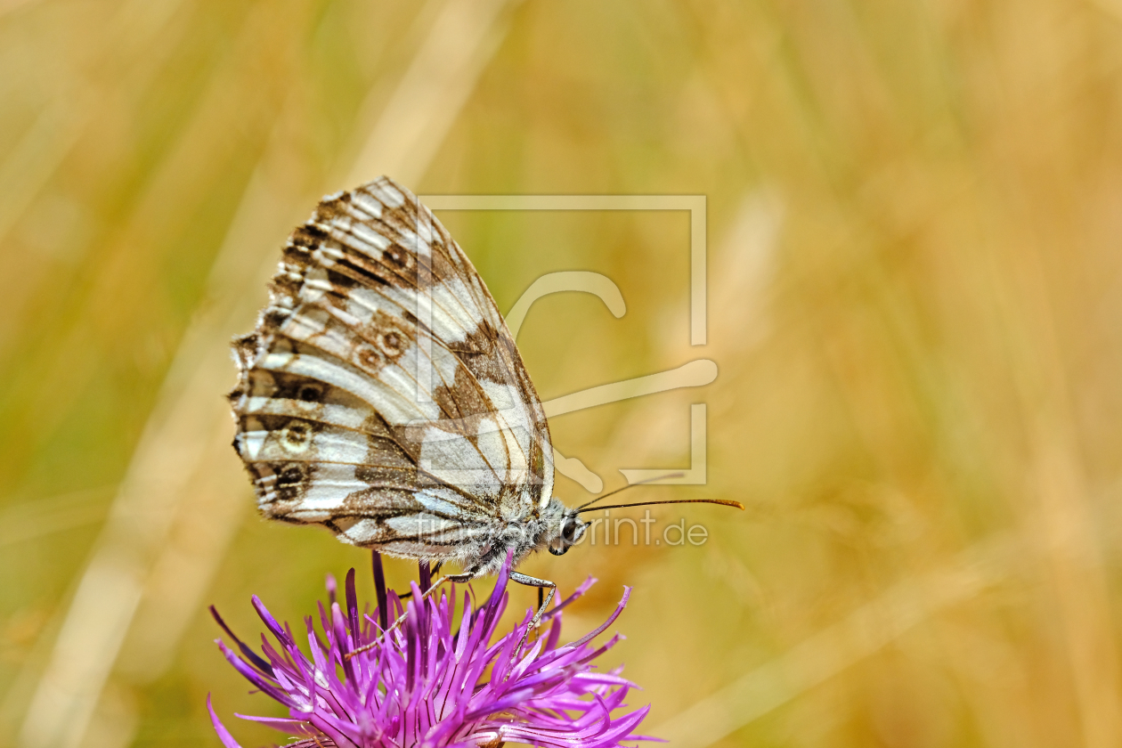 Bild-Nr.: 12763006 Schmetterling erstellt von Gerhard Albicker