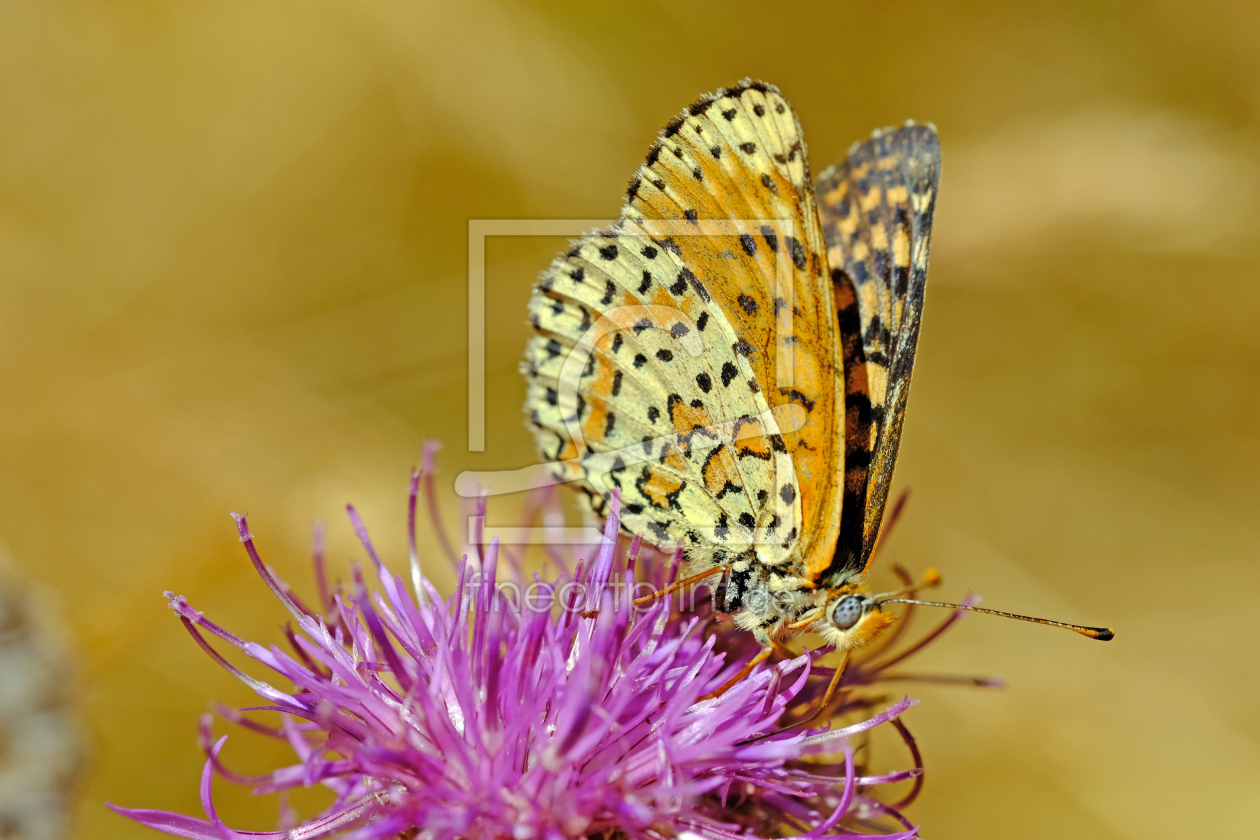 Bild-Nr.: 12764911 Schmetterling erstellt von Gerhard Albicker