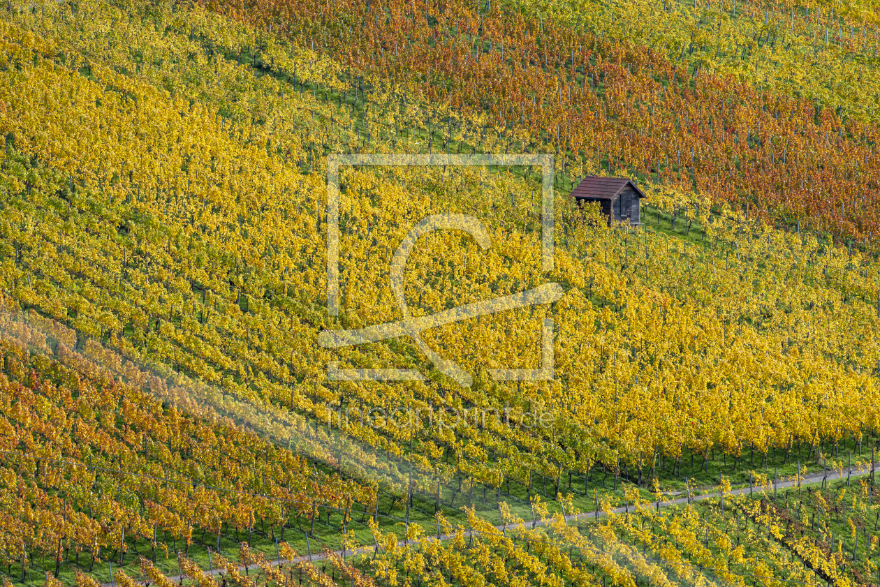 Bild-Nr.: 12766064 Weinberge im Herbst erstellt von Walter G. Allgöwer