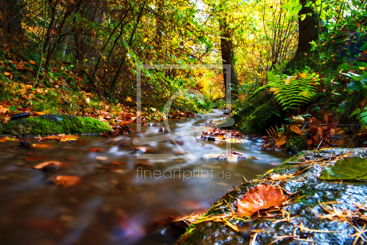 Bild-Nr.: 12766476 Herbst im Wald erstellt von Tanja Riedel